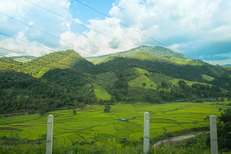 High angle view of green rice fields with different curves in the rainy season, Thailand. There is a river flowing through the land and green forest behind. Idea for countryside background.の写真素材