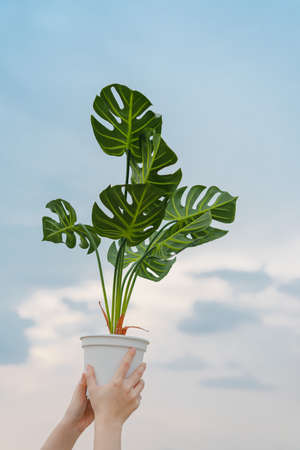 A low angle shot of the hand of an Asian white woman holding a white pot of an artificial green monstera tree in the blue sky. Daylight with soft tone. Feel fresh and happy. Ideas for home decorative.の写真素材