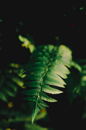 The background image of the fern leaves with a blurred black backdrop The green color of the leaves has a distinct texture with dark tones. Feeling fresh, cool, and still. There is a copy space.の写真素材