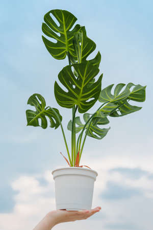 A low angle shot of the hand of an Asian white woman holding a white pot of an artificial green monstera tree in the blue sky. Daylight with soft tone. Feel fresh and happy. Ideas for home decorative.の写真素材