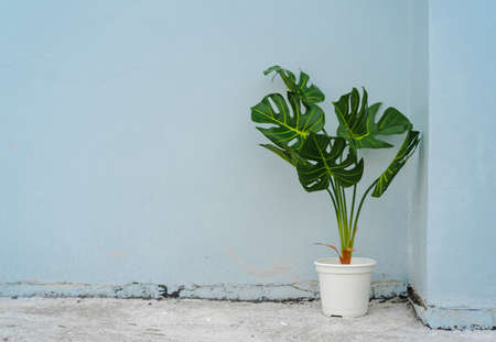 Background image of artificial green Monstera potted placed on the gray cement floor. With a backdrop of old pastel blue walls. Feeling fresh and happy. Ideas for home decorative. There is copy space.の写真素材