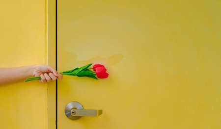 A white woman's hand holding a bouquet of artificial red tulips with a yellow backdrop, with the line of the door and knob. Ideas for freshness, fun, fashion, and lovely summer. There is a copy space.の写真素材