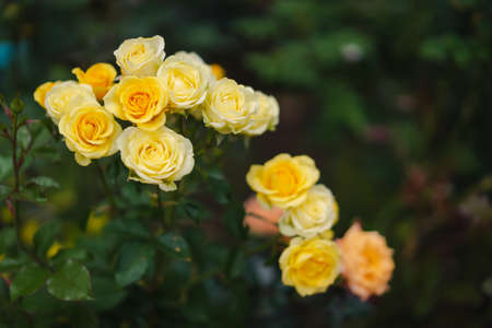 Close-up of yellow rose bush in the morning garden with the blurred bokeh background of green and black leaves. Feeling fresh and romantic. Ideas for expressions to give love on a special day.の写真素材