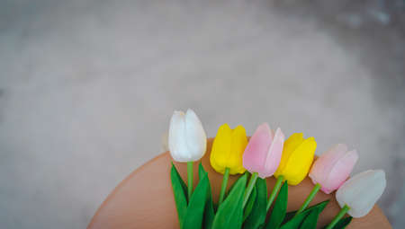 Colorful artificial tulips are white, yellow, and pink colors placed on a light brown wooden chair. The background is old grunge gray cement in a soft tone. There is a copy space on top of the image.の写真素材