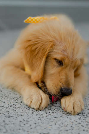 Close up photo of a brown Golden dog with a plaid pattern yellow scarf lying on the gray and black rough floor tile. He closed his eyes and licked intently to the ice. Feeling cheerful and happy.の写真素材