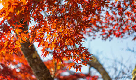 Close up shot of red maple leave in the morning light with the bokeh background. There was the light...