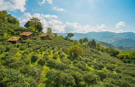 The green tea plantations lining the high hills in the morning with clear blue skies. With old wooden huts Small house with a terrace in the middle of the farm in countryside. Feeling fresh, and calm.の写真素材