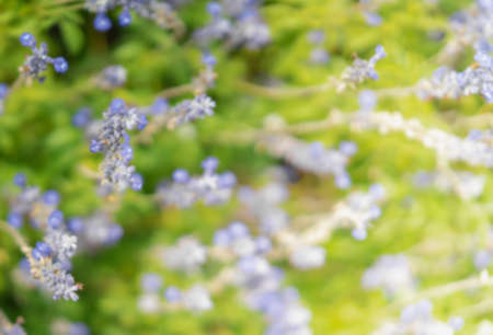 Blurred background of blue flowers on a sunny day. There are a green meadow and a warm light in a soft tone. Feeling fresh and relax. There is a copy space on the right.の写真素材