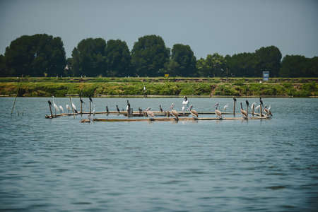 Zoom shot of white and black color birds perched on the timber on the water. River is still and has...
