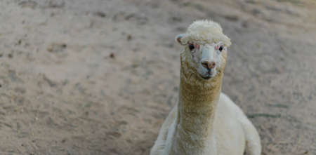 The front view of an alpaca sitting on the ground and staring at the camera. It has a white fluffy shag with a soft tone. Feeling happy and cool. Idea for animal wallpaper with copy space on the left.の写真素材