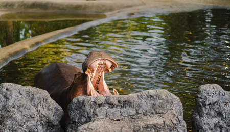 Picture of hippopotamus was opening its mouth in rocky pool in front. In the mouth, there are teeth, gums, tongue, and vegetables. Feeling happy and hungry. Idea for animal background with copy space.の写真素材