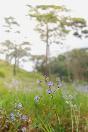 Close up shot of purple Murdannia giganteum on a misty day in the forest. Blur backdrop of green meadow, pine tree, and a flower field in a soft tone. Feeling fresh and relax. There is a copy space.の写真素材