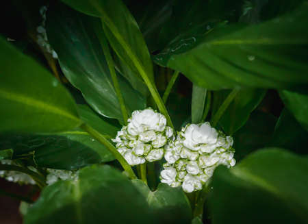Close up of white wild jasmine in morning garden with the blurred bokeh background of green leaves. Feeling fresh and romantic. Ideas for expressions to give love on special day. There is copy space.の写真素材