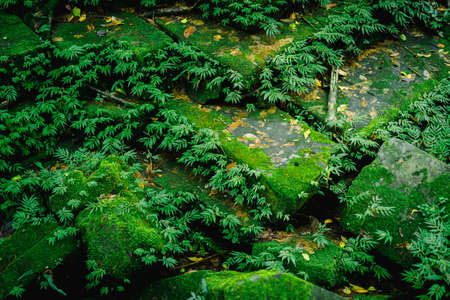 Close-up picture of many large old black square boulders overlapping with moss and green ferns in...