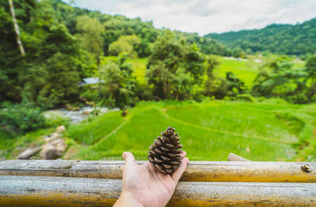 Close-up of hands holding dried pine cones on a wooden balcony. Blurred background of fields rice with different curves and waterlogging in basins in the rainy season. The idea for natural wallpaper.の写真素材