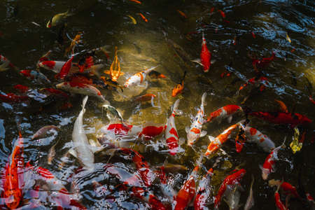 A bird's-eye view of many Koi fish in clear pond. They swim so close to the surface of the water, showing the colorful bodies. Feeling hungry and crowded. The idea for aquatic animal's background.の写真素材