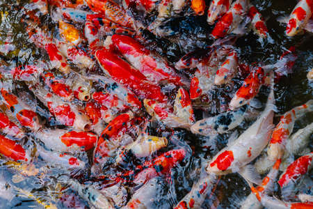 A bird's-eye view of many Koi fish in clear pond. They swim so close to the surface of the water, showing the colorful bodies. Feeling hungry and crowded. The idea for aquatic animal's background.の写真素材