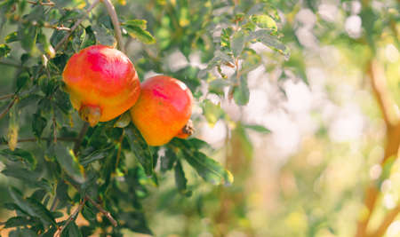 Close-up shot of the pomegranate on the tree. Blurred background with the green color of leaf bokeh and yellow light in soft tones. Feeling fresh and healthy. The idea for agriculture with copy space.の写真素材