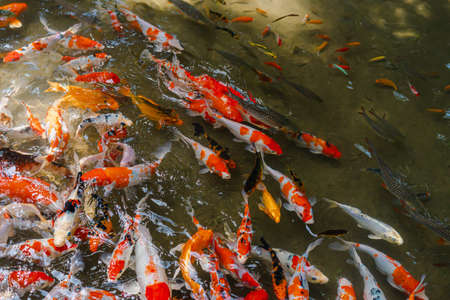 A bird's-eye view of many Koi fish in clear pond. They swim so close to the surface of the water, showing the colorful bodies. Feeling hungry and crowded. The idea for aquatic animal's background.の写真素材