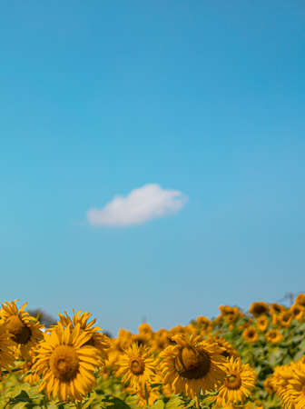 Close up shot of a sunflower field in the afternoon. They are brilliant yellow in full bloom with a clear blue sky. Feeling fresh and relax. The idea for blossom background with copy space.の写真素材