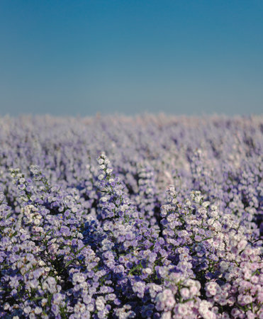Close up picture of purple Margaret garden that fills the field in the morning. There is a clear blue sky with a soft tone. Feeling fresh and relax. The idea for flower wallpaper with copy space.の写真素材