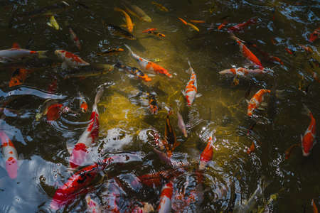 A bird's-eye view of many Koi fish in clear pond. They swim so close to the surface of the water, showing the colorful bodies. Feeling hungry and crowded. The idea for aquatic animal's background.の写真素材