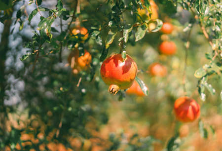 Close-up shot of the pomegranate on the tree. Blurred background with the green color of leaf bokeh and yellow light in soft tones. Feeling fresh and healthy. The idea for agriculture with copy space.の写真素材