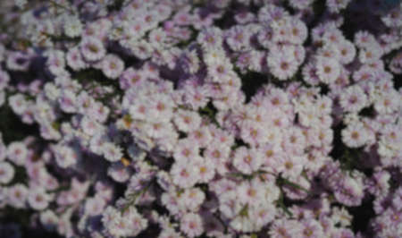 Blurred background of a purple Margaret garden that fills the field in the morning. Feeling fresh, beautiful, and relax. The idea for flower wallpaper with copy space and soft tone.の写真素材