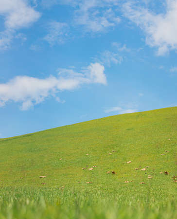 Front view of the slope green hill on a clear blue sky with white clouds in soft tone. There are dry leaves on the ground. Feeling relax and fresh. Idea for natural background with copy space on top.の写真素材