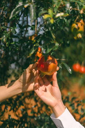 Close-up shot of two hands holding the pomegranate on the tree. Blurred background with the green color of leaf bokeh and yellow light in soft tones. The idea for agriculture with copy space.の写真素材