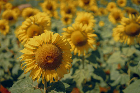 Picture of a sunflower field that fills the area in the afternoon. They are brilliant yellow and are in full bloom with warm light on a sunny day. The stems are tall and have large green leaves.の写真素材