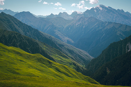 Landscape of lush green grass hills with a view of Tianshan Mountains, Xinjiang, China. There are many pine trees and two people are trekking on a sunny day. Feeling free, fresh, and peaceful.の写真素材