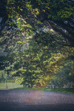 Picture of heavy rain during the daytime with no people. There is a background of trees and a bench. Rainbow through the middle of image in soft tones. The idea for seasonal images with copy space.の写真素材
