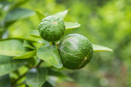 Twin Lime Closeupの写真素材