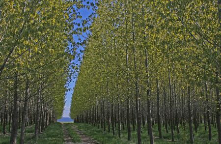 Spring treesの写真素材