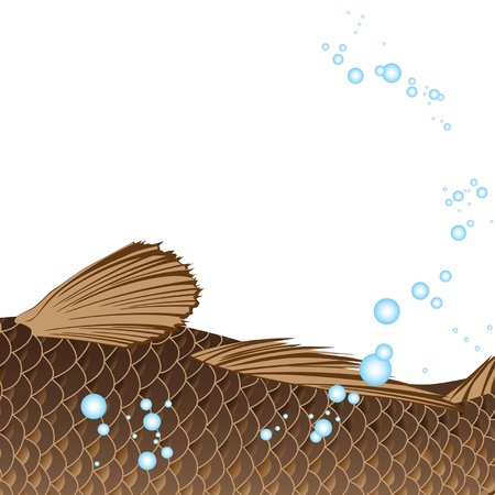 beautiful fat carp with fins and tailのイラスト素材