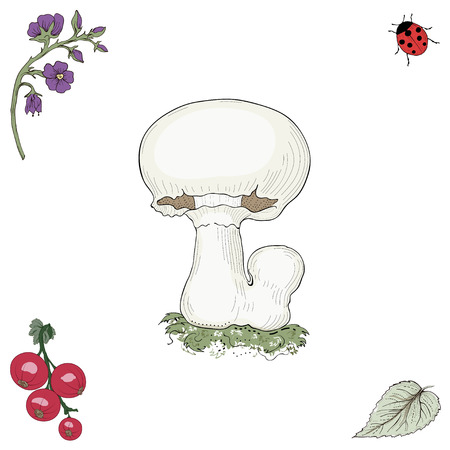 Hand drawn champignon mushroom. Vintage engraving style. Colorful illustrationのイラスト素材