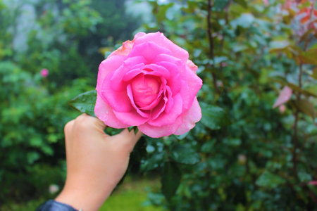 PINK ROSEの写真素材