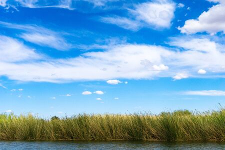 Bulrush in Colorado river under blue sky in Yuma Arizonaの写真素材