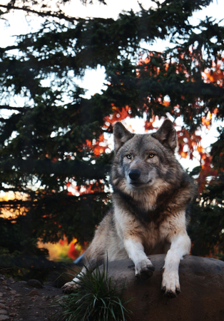Lone grey with autumn background