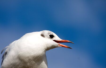 seagull begging for foodの写真素材
