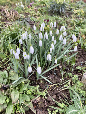 Snowdrop flowers (Galanthus nivalis) in the gardenの写真素材