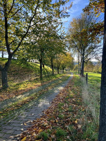 Autumn alley in the park on a sunny day. Countryside.の写真素材