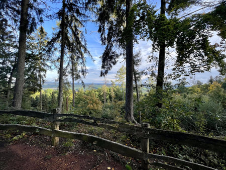 Wooden fence in the middle of the forest with trees in the backgroundの写真素材