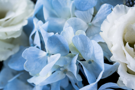 Beautiful flowers as a background.の写真素材