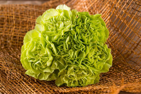 Beautiful flowers.の写真素材