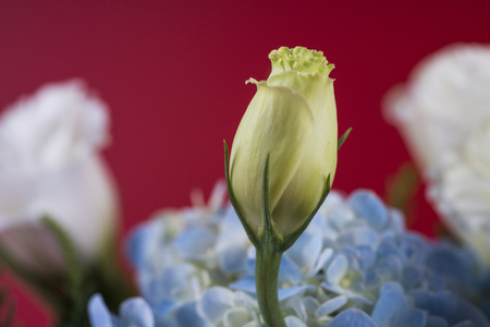 Flowers in a basket.の写真素材
