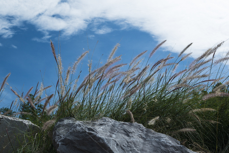 African grass flowers with blue sky./ African grass flowers.の写真素材