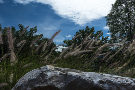 Stone and tree on sky background./ Stoneの写真素材