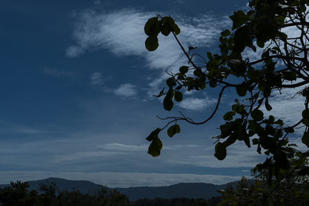 Tree and sky background./ Tree with sky.の写真素材